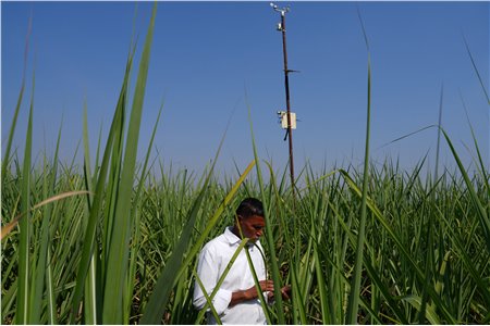 Chasing peak sugar: India’s sugar cane farmers use AI to predict weather, fight pests and optimize harvests