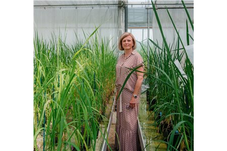 The pasta puzzle: Decoding durum wheat’s DNA for a sustainable future